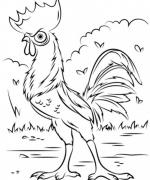 ภาพวาดระบายสีheihei rooster from moana
